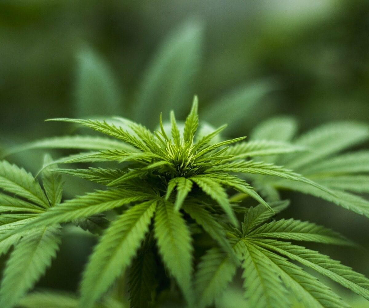 SPD-Vorsitzende für Cannabis-Legalisierung