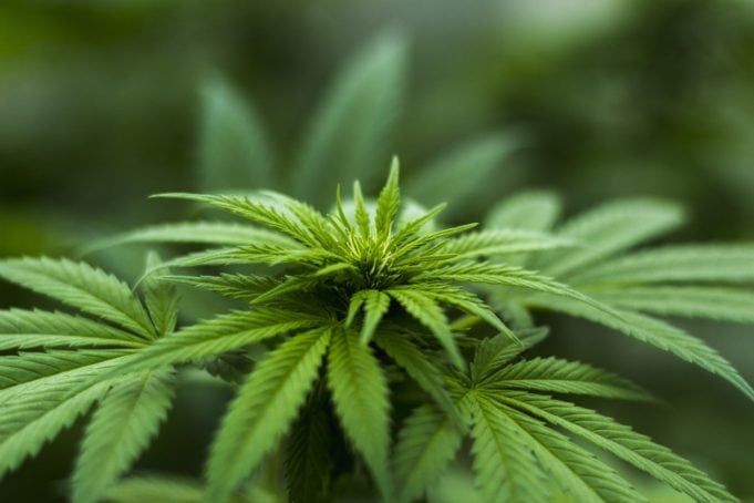 SPD-Vorsitzende für Cannabis-Legalisierung SPD-Vorsitzende für Cannabis-Legalisierung