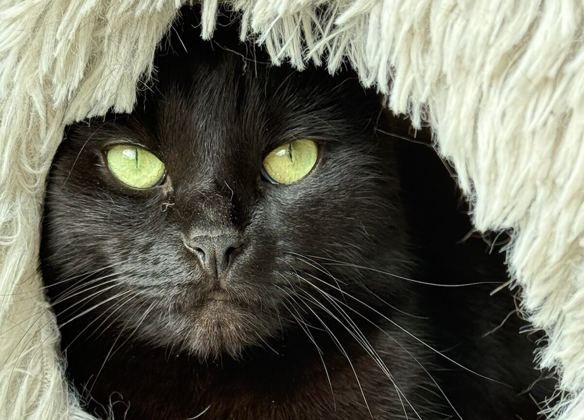 Ich liebe meine Katzen, aber…